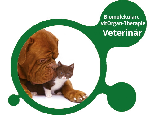 Biomolekulare vitOrgan-Therapie Veterinär